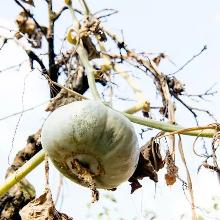 Oda ve Kahvaltı Le Rondini