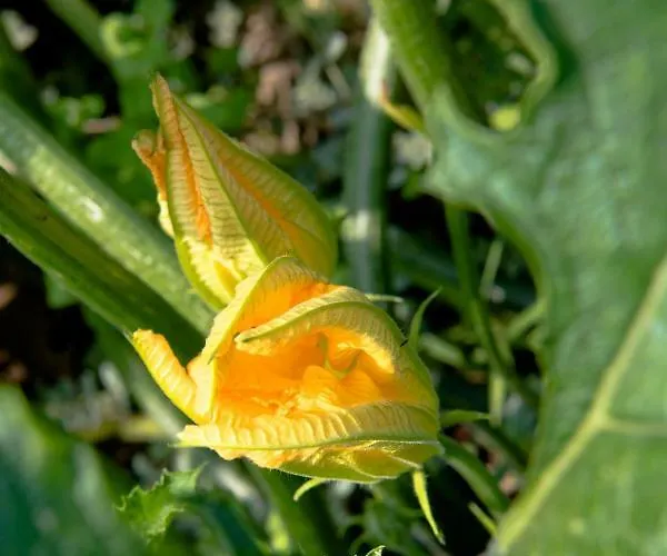 Le Rondini Panzió Bagnolo Mella